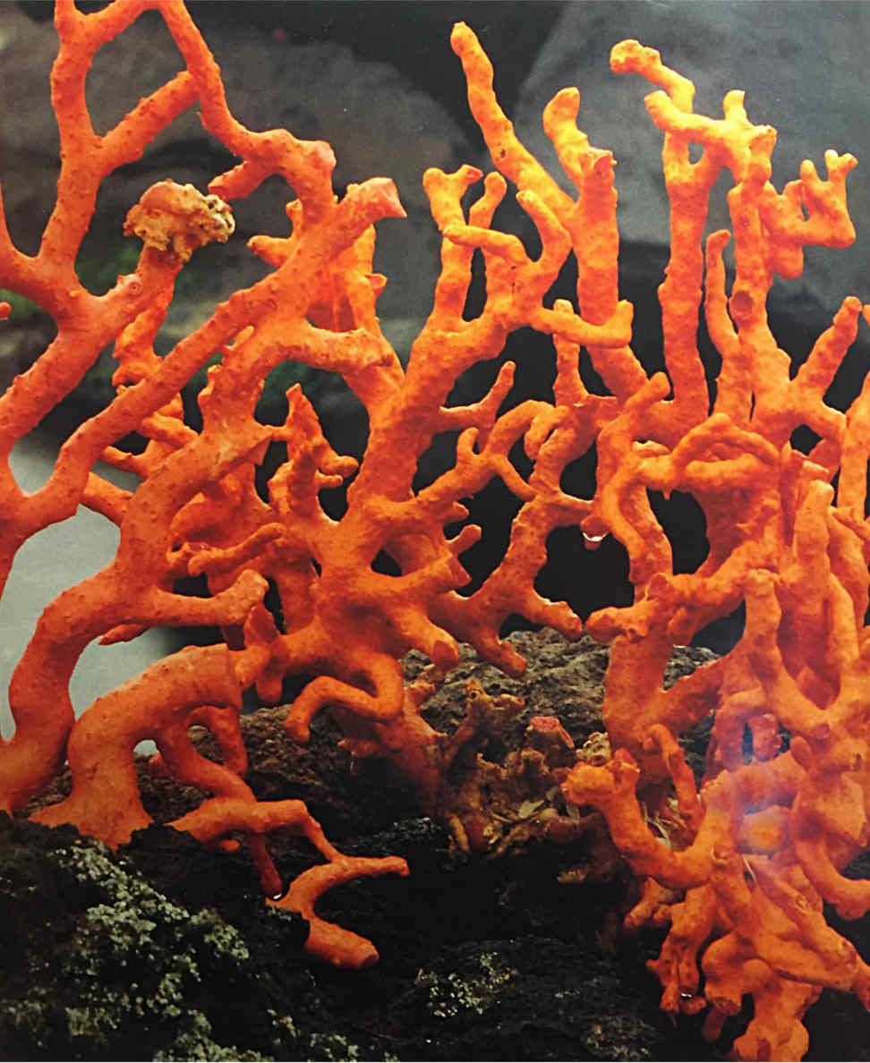 Corallo gioielli curiosità e varietà